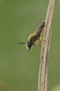 Closeup on a male Tawny mining bee, Andrena fulva hanging on a twig