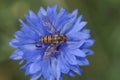 Closeup on Marmelade hovbervfly, Episyprhus balteatus, on a brigh blue cornflower, Centaurea cyanus
