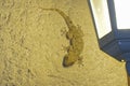 Closeup on the Mediterranean common wall gecko, Tarentola mauritanica catching food in the light of a evening lamp