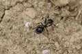 Closeup on a Mediterranean harvester ant Messor barbarus on the ground