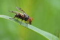 Closeup on the Mediterranean picture-winged flies, Otites porcus , sitting on top of grass straw