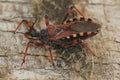Closeup on a Mediterranean red assassin bug, Rhynocoris iracundus, sitting on wood