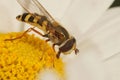 Closeup of a Migrant hoverfly, Eupeodes corollae, on a white pretty daisy flower in the garden