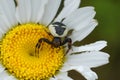 Closeup on a Napoleon Spider, Synema globosum in a yellow white Ox-eye daisy, Leucanthemum vulgare