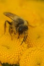 Natural closeup on a 2nd generation male Yellow-legged minin bee, Andrena flavipes on a yellow Tansy flower