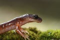 Closeup on a Northern Californian Ensatina eschscholtzii salmaander, sitting high up on it\'s leggs