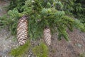 Closeup on the Norway or European spruce, Picea abies with it's typical large cones