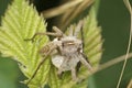 Closeup on a Nursery web spider, Pisaura mirabelis , protecting her egg-sac Royalty Free Stock Photo