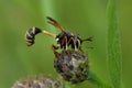 Natural closeup on the odd looking waisted beegrabber fly, Physocephala rufipes Royalty Free Stock Photo