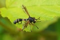 Closeup on the odd looking waisted beegrabber, Physocephala rufipes sitting on a green leaf Royalty Free Stock Photo