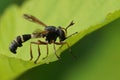 Closeup on the odd looking waisted beegrabber, Physocephala rufipes sitting on a green leaf Royalty Free Stock Photo