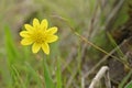 Closeup ojn the small yellow flowering Spring gold, Crocidium multicaule, flower in the field