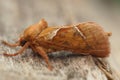 Closeup on the orange swift moth , Triodia sylvina sitting on wood