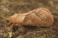 Closeup on the orange swift moth , Triodia sylvina sitting on wood Royalty Free Stock Photo