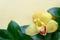 natural closeup orchid