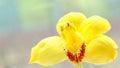 natural closeup orchid