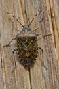 Closeup on an overwintering grey garden bug, Rhaphigaster nebulosa on wood Royalty Free Stock Photo