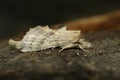 Closeup on the pale prominent moth, Pterostoma palpina sitting on the ground