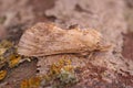 Closeup on the pale prominent moth, Pterostoma palpina sitting on wood