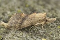 Closeup on the pale prominent moth, Pterostoma palpina sitting on wood in the garden