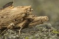 Closeup on the pale prominent moth, Pterostoma palpina sitting on wood in the garden