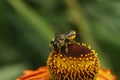 Closeup on a Patchwork leafcutter solitary mason bee, Megachile centuncularis on an orange Helenium flower in the garden