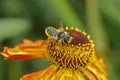 Closeup on a Patchwork leafcutter solitary mason bee, Megachile centuncularis on an orange Helenium flower in the garden
