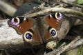 Closeup on a Peacock butterfly, Inachis io emerging from it\'s wintersleep , warming up on the ground with spread wings