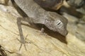 Closeup on the Persian Spider Gecko, Agamura persica sitting on a stone