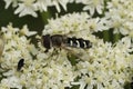 Closeup on a pied hoverfly, Scaeva pyrastri sitting on a white hogweed, Heracleum sphondylium Royalty Free Stock Photo