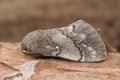 Closeup on a Pine tree Lappet Moth, Dendrolimus pini sitting on the bark of a pine tree Royalty Free Stock Photo