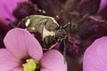 Closeup on a Rape shieldbug , Eurydema oleracea , sitting on a purple flower Royalty Free Stock Photo