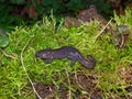 Closeup on the rare Chinese Yiwu salamander, Hynobius yiwuensis, endemic to Zhejiang, China on green moss