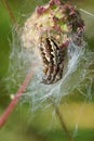 Closeup on the rare and endangered Oak spider, Aculepeira ceropegia and it& x27;ss web