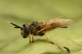 Closeup on a rare long-horned hoverfly, Callicera fagesii, of which Callicera fagesii sitting on a green leaf Royalty Free Stock Photo