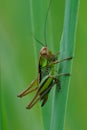 Closeup of the rare Roesels Bush Cricket, Roeseliana roeselii, against a soft green background