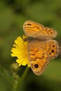 Closeup on a rare Wall Brown Butterfly, Lasiommata megera, nectaring on a yellow flower, Gard, France Royalty Free Stock Photo