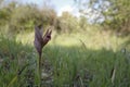 Closeup on the red c olored Long-lipped tongue orchis, Serapias vomeracea with green natural blurred background