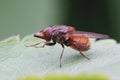 Closeup on a red Common Snout-hoverfly, Rhingia campestris cleaning it's legs