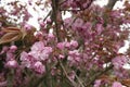 Closeup on the rich pink colored seasonal blossoming Japaneses cherry tree, Prunus serratula, standing in the garden Royalty Free Stock Photo