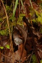 Closeup on a Rough-Skinned Newt, Taricha granulosa sitting on the forest floor in Southern Oregon