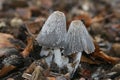 Closeup on a Saprobic mushroom, Coprinus lagopus on the forest floor Royalty Free Stock Photo