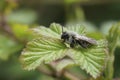 Closeup shot of a female gray-backed mining bee, Andrena vaga, perched on a green leaf Royalty Free Stock Photo