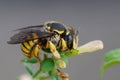 Closeup shot of a female of the yellow banded European wool carder bee, Anthidium manicatum, on a green leaf Royalty Free Stock Photo