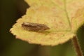 Closeup shot of the small Lettuce Tortricid moth, Eucosma conterminana on a leaf in the garden