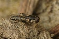 Closeup shot of the small Thick legged Hoverfly, Syritta pipiens sitting on the ground