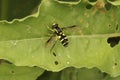 Closeup shot of a sperb ant-hill hoverfly on a green leaf , Xanthogramma pedissequum