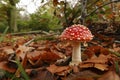 Closeup on a signle fresh brilliant red and white spotted Fly agaric, Amanita muscaria, on he forest floor