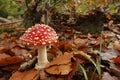 Closeup on a signle fresh brilliant red and white spotted Fly agaric, Amanita muscaria, on he forest floor