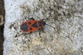 Closeup on single colorful red fire bug, Pyrrhocoris apterus, sitting on wood Royalty Free Stock Photo